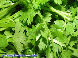Hi Dear, we have parsley herbs at high quality