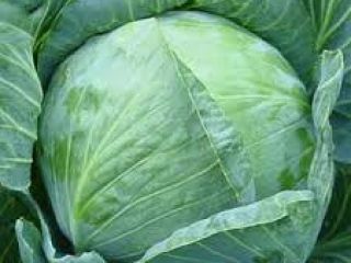 Fresh cabbage 2019 for sale contact via WhatsApp if