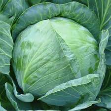 Fresh cabbage 2019 for sale contact via WhatsApp if interested