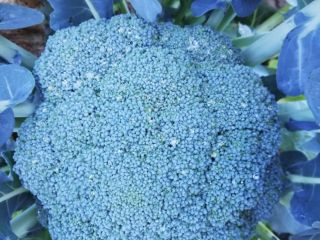 Broccoli is ready. Caliber 1kg