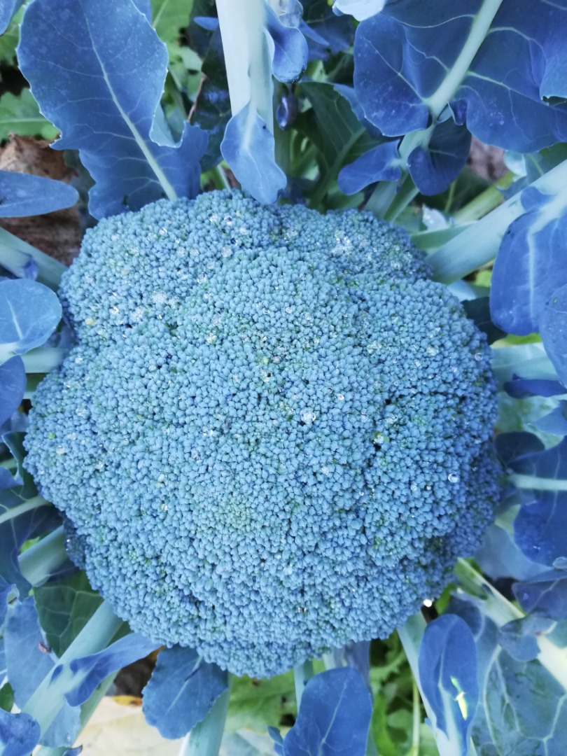 Broccoli is ready