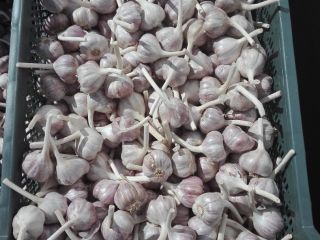 I will sell 4 tons of garlic, Harnaś caliber