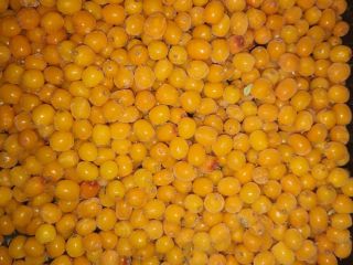 We offer high quality frozen sea-buckthorn berries. The fruits