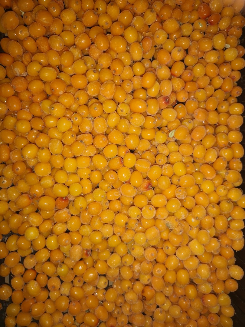 We offer high quality frozen sea-buckthorn berries
