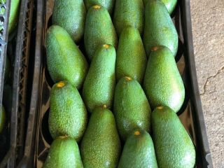 good avocasos from turkey