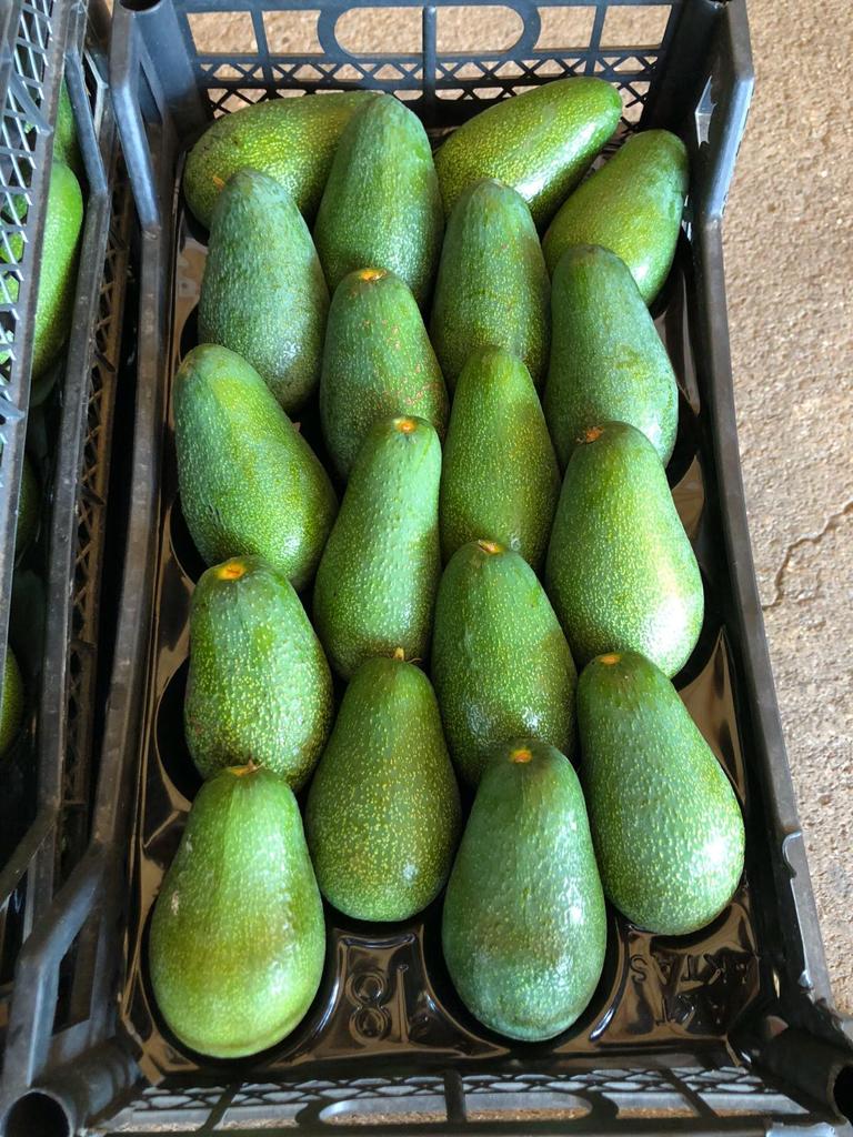 good avocasos from turkey