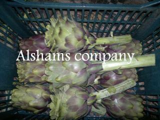 Fresh Artichoke : - Fresh green artichoke - Varities