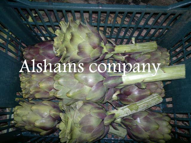 Fresh Artichoke : - Fresh green artichoke - Varities : French and Baladi ( Domestic ) - Sizes : Baladi : 220 : 270 gm French : 120 : 250 gm - Packing : Carton