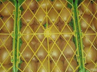 High quality fresh kiwifruit from Iran.