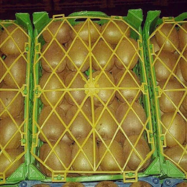 High quality fresh kiwifruit from Iran