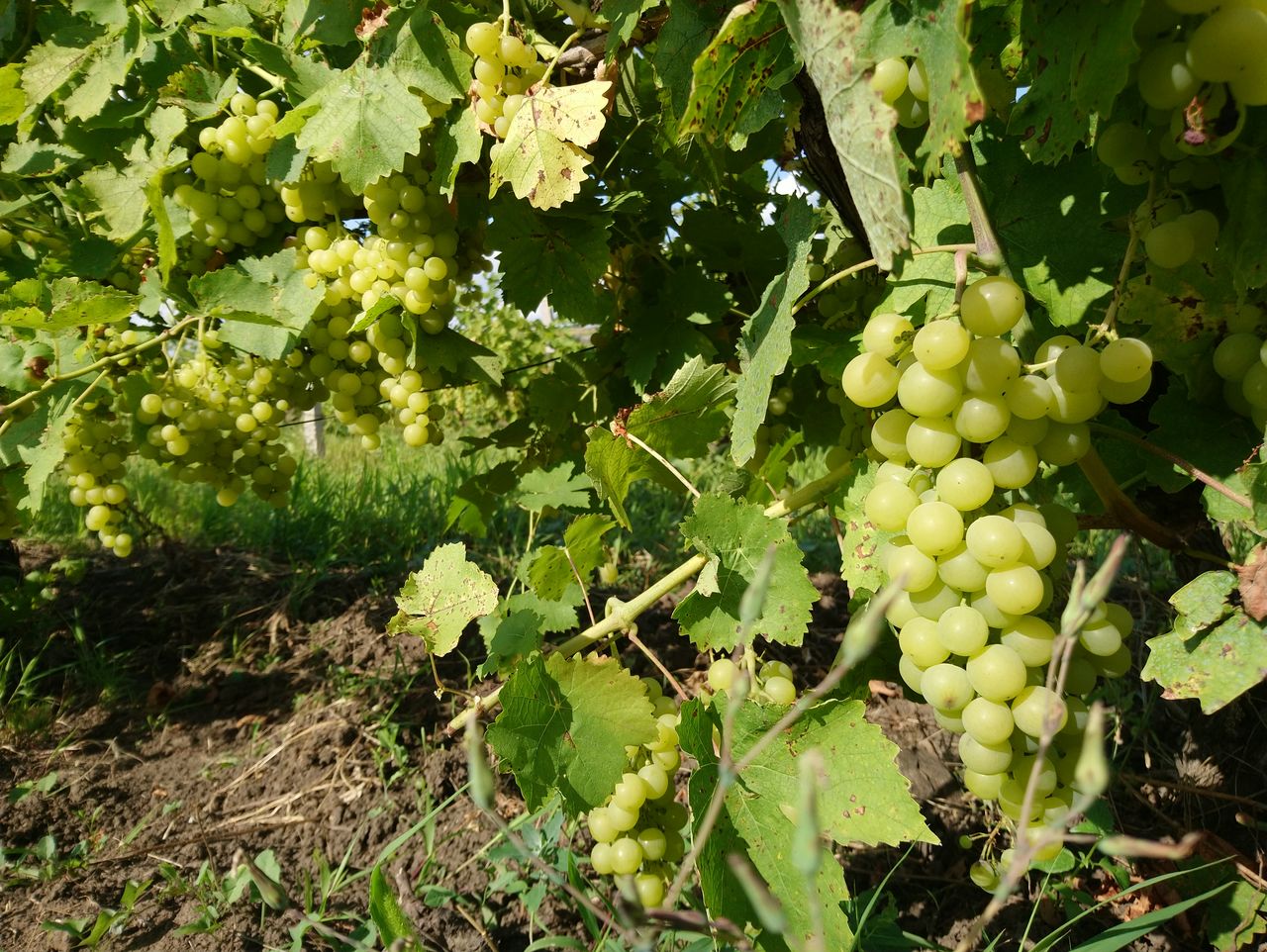 Maybe the white bite is the best kind of poem that goes both to wine and to the table