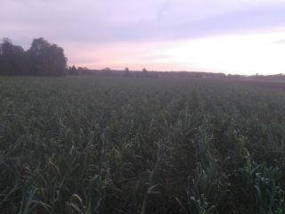 I will sell leek ecological varieties Lincoln and Bulgina.