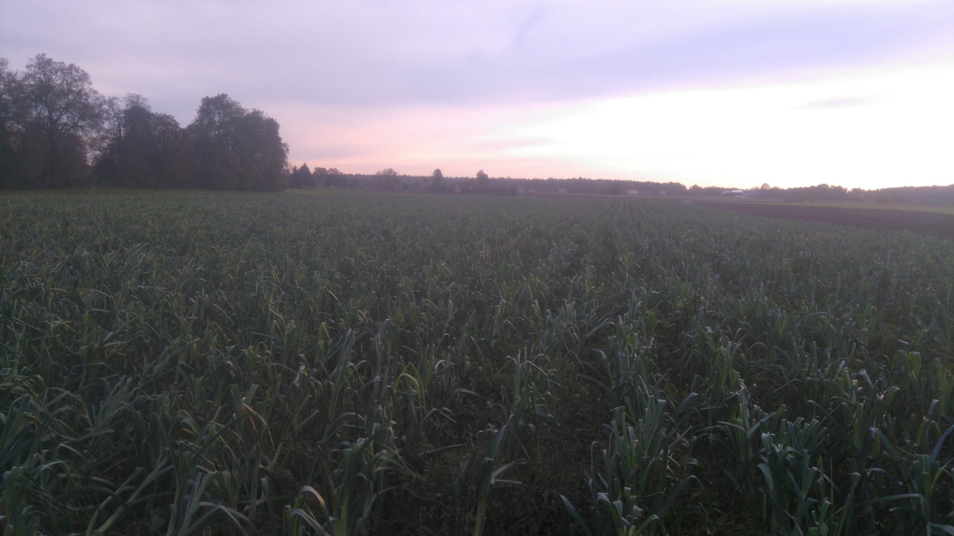 I will sell leek ecological varieties Lincoln and Bulgina