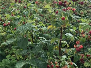 I buy raspberry seedlings, for orders call