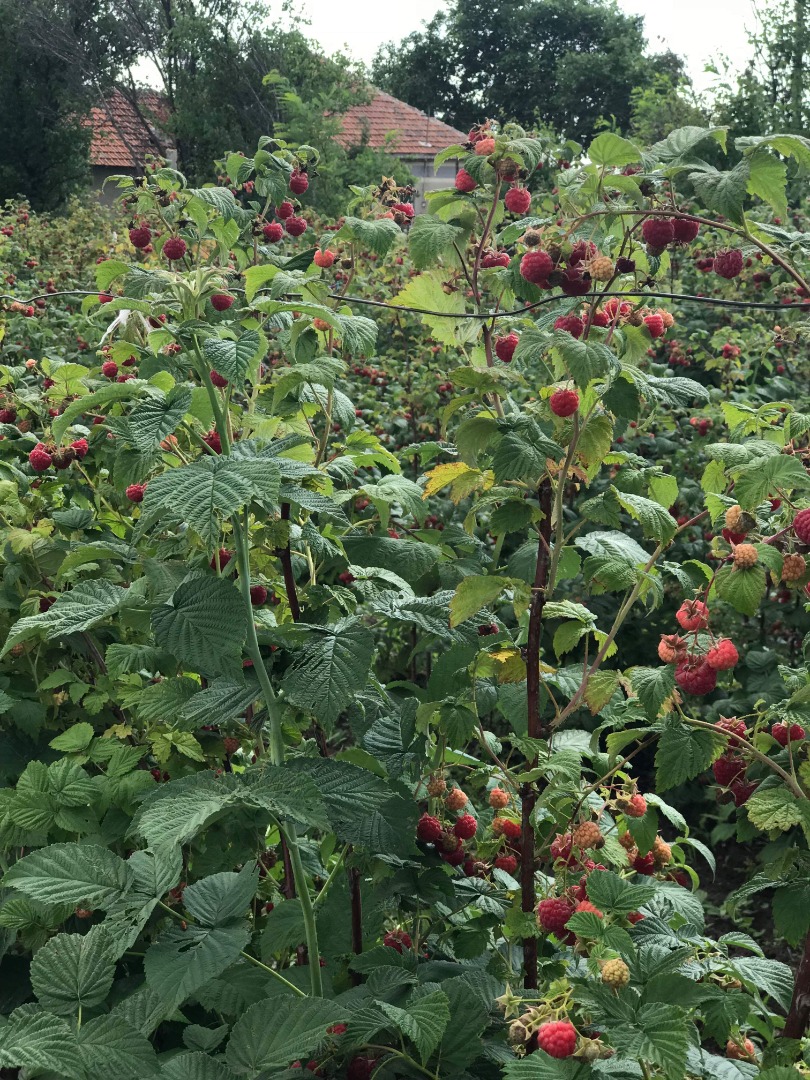 I buy raspberry seedlings, for orders call