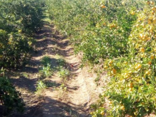 Spanish tangerine Valencia Mix class 1 and 2 price