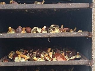 Hello, I have for sale dried mushrooms about 35kg