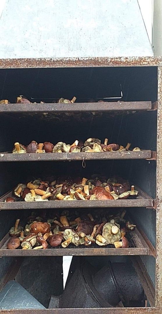Hello, I have for sale dried mushrooms about 35kg more info priv