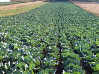 I sell very good quality cabbage