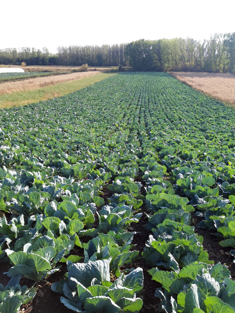 I sell very good quality cabbage