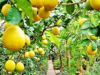 świeże limonki. jeśli chcesz, możemy omówić jego cenę