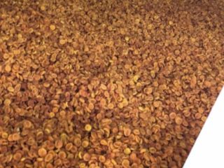 SWEET DRIED APRICOTS 1) For preserves: PLN 6.50 /