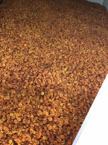 SWEET DRIED APRICOTS 1) For preserves: PLN 6.50 / kg net 2) Caliber "8": 7.65 PLN / kg net 3) Caliber "2": PLN 12.20 / kg net 4) Jumbo (largest): 17.04 PLN /