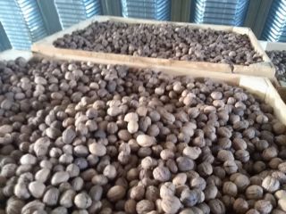The best nuts for damage. Caliber 28+ is discussed
