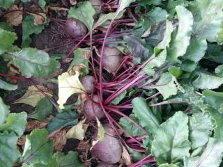 Consumer beet for sale - variety Pablo. Sown 8ha.