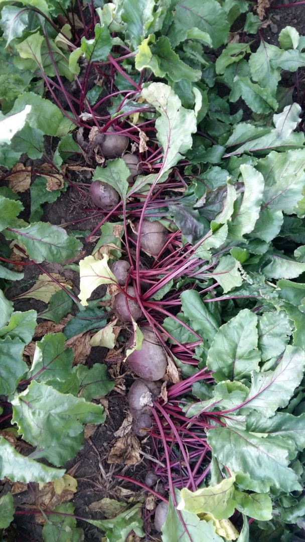 Consumer beet for sale - variety Pablo