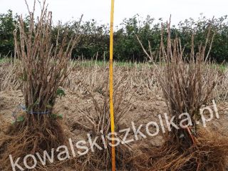 Sell red currant seedlings: 20,000 pieces Rovada, 20000 pieces