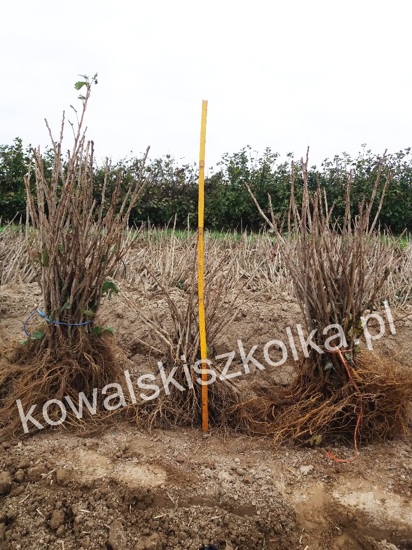 Sell red currant seedlings: 20,000 pieces Rovada, 20000 pieces Rolan, 30000 pieces Losan, 40,000 pieces Jonkheer van tets