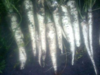 I will sell white parsley, commercial size. Hand picked.