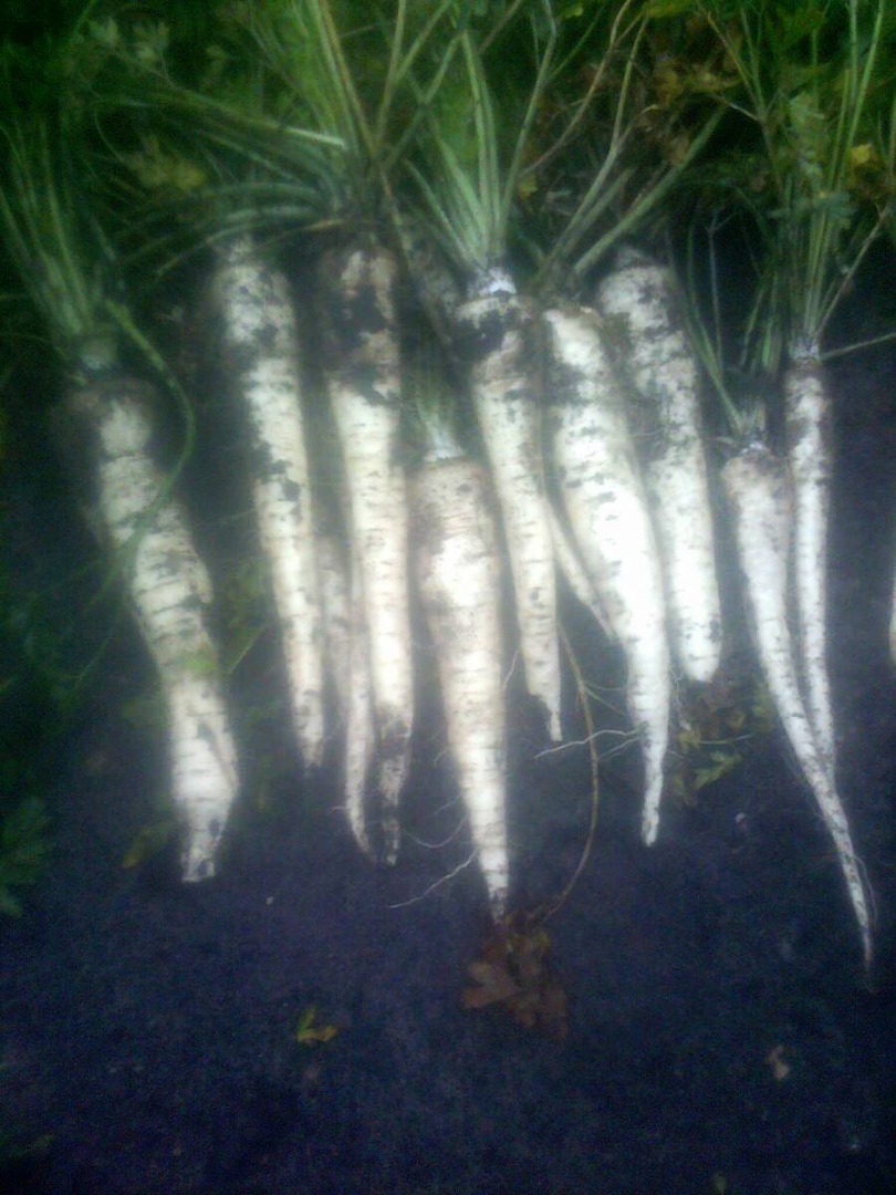 I will sell white parsley, commercial size