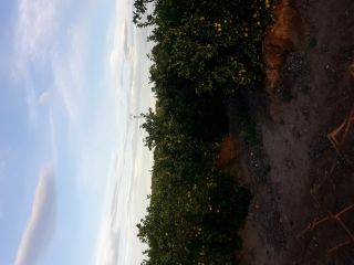 Oranges from the court for sale price to be