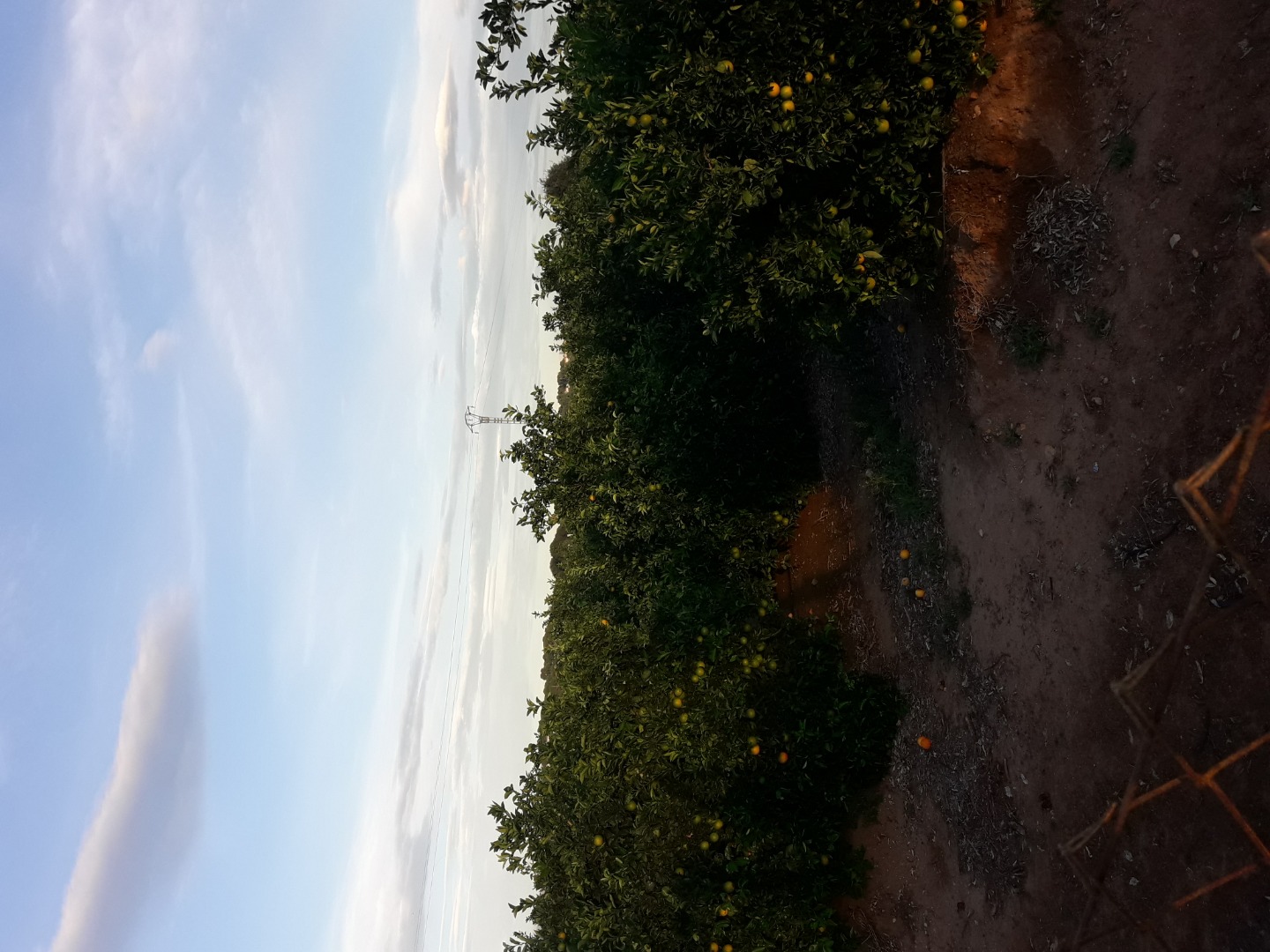 Oranges from the court for sale price to be agreed pick up Valencia the niche prices the latest fruits more information quantity without restriction contact
