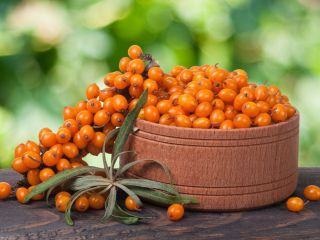 Frozen seabuckthorn berry is for sale. Freshly harvested in