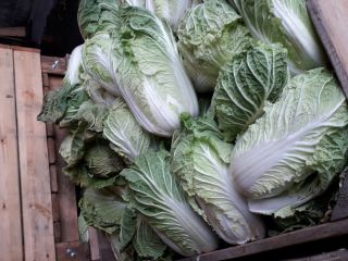 I will sell Chinese cabbage, for more information call