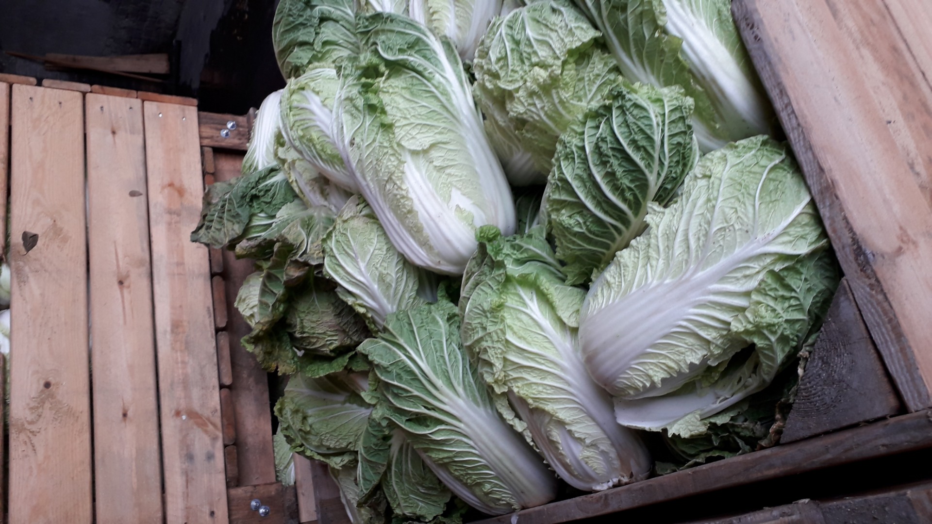 I will sell Chinese cabbage, for more information call