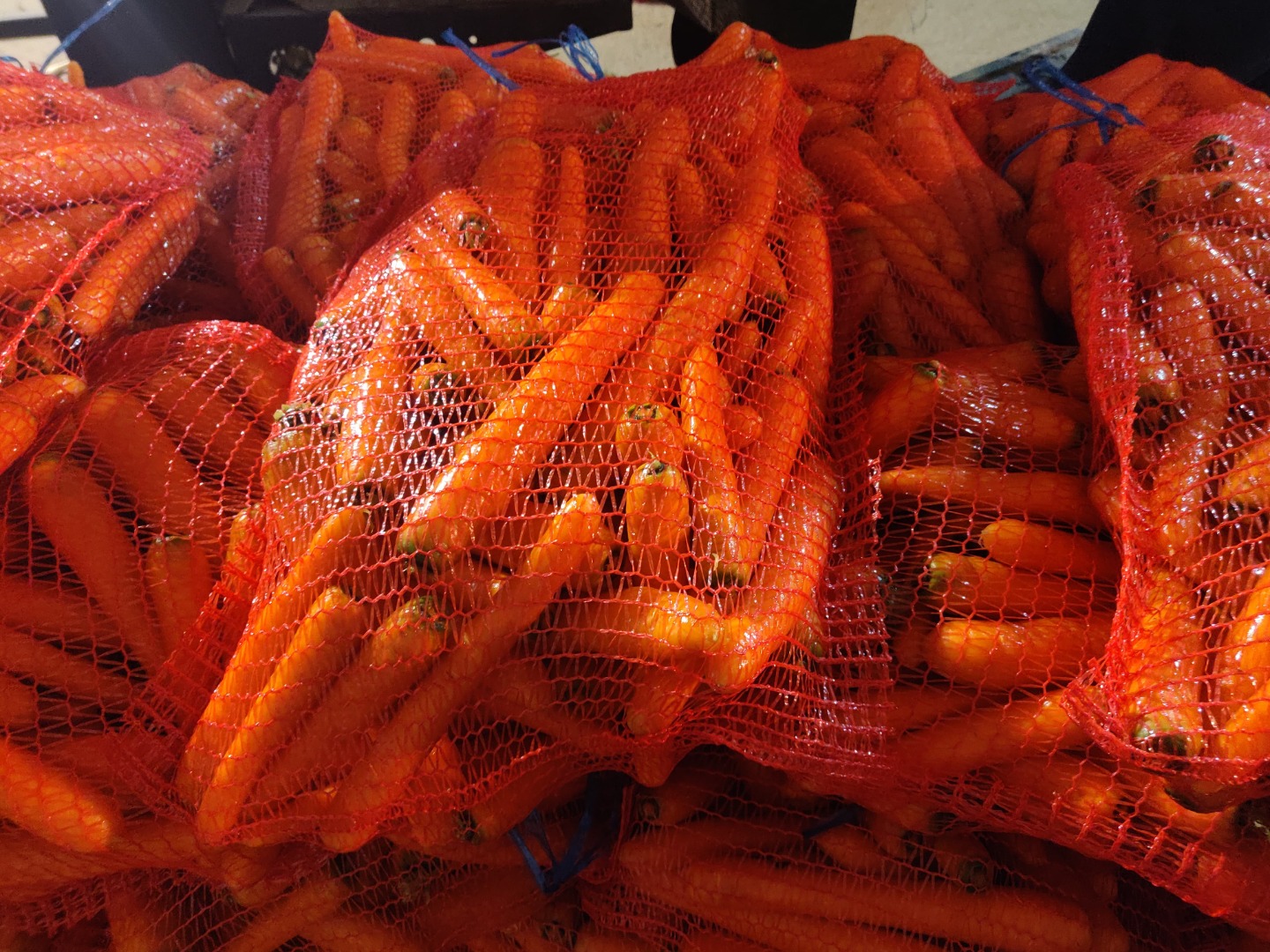 Hello, I have a nice brushed carrot for sale, price negotiable