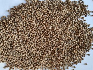 I will sell Coriander from this year's harvest, packed