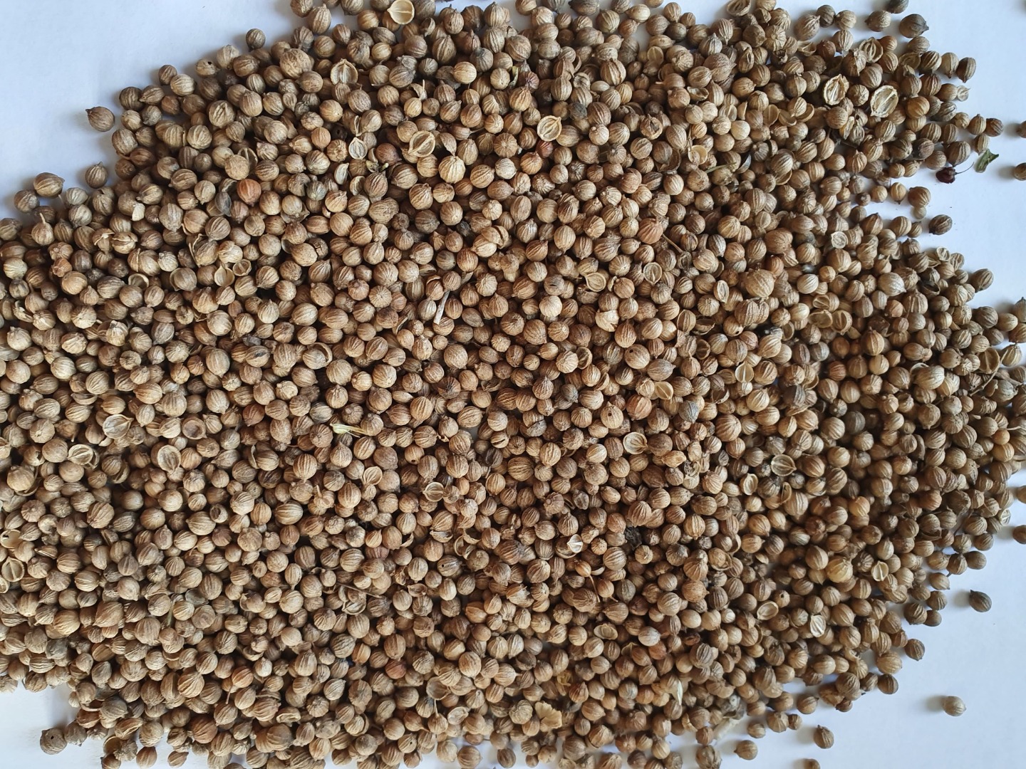 I will sell Coriander from this year's harvest, packed in 25 kg bags, full truck quantity