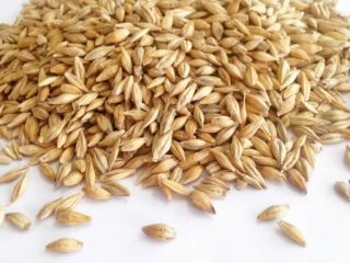 We deliver wholesale barley. We guarantee high quality and