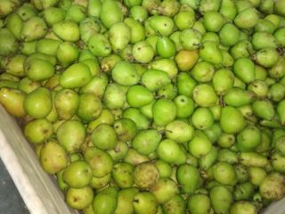 I will buy a fresh pear, conference, lukas, other,