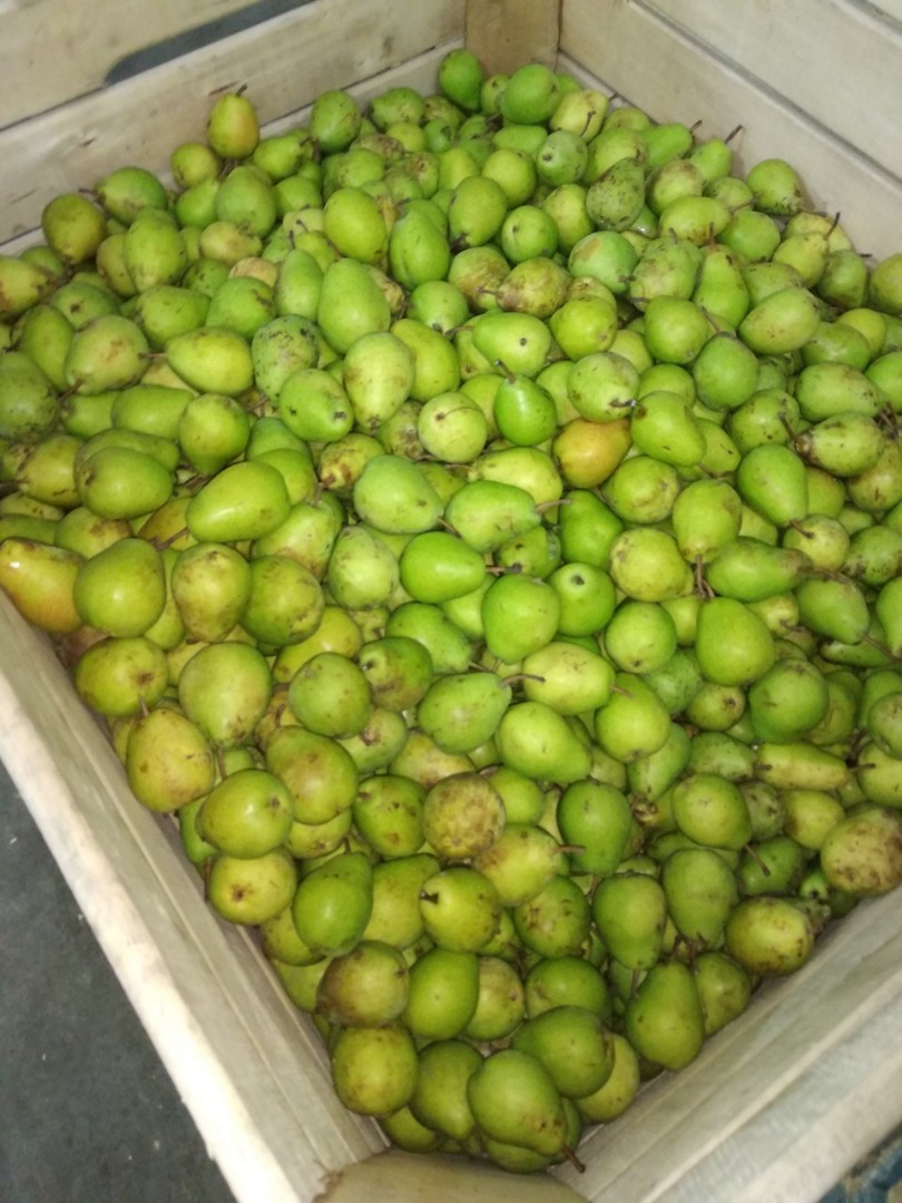 I will buy a fresh pear, conference, lukas, other, any packaging, caliber 65+ or other, Grójec