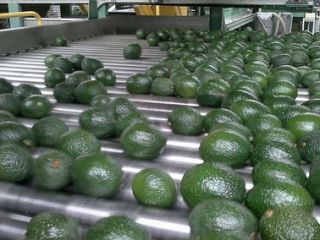 We specialize in importing and exporting produce of the