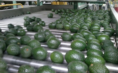We specialize in importing and exporting produce of the highest quality from Colombia