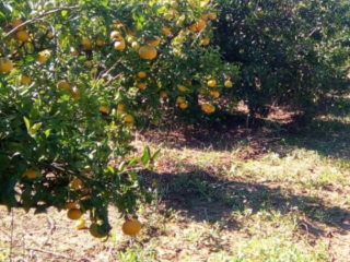 Valencia Mandarins, price with delivery from 3.45-4.10 PLN /