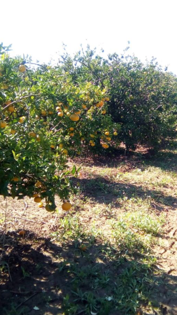 Valencia Mandarins, price with delivery from 3.45-4.10 PLN / kg