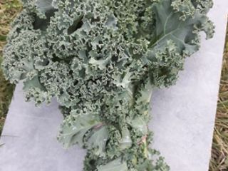 I will sell large amounts of kale in boxes